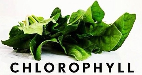 chlorophyll1.jpg